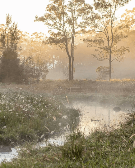 Misty landscape with trees and natural scenery